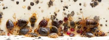 Bed bugs are a growing concern since they've become more common in recent years and are extremely difficult to exterminate. Bed Bug Treatment Rentokil Pest Control Malaysia