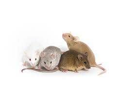 Many of their names or catchphrases relate to cheese, a stereotypically favorite food of mice. What Is A Mouse Model