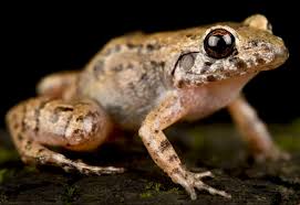 Des laboratoires au secours de la grenouille de Mucuchies