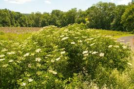 Learn how to identify elderflower and forage for this beautiful edible flower, plus ideas on how to use this while i knew elder grew in my last region, i had never noticed. All About Elderflowers Sambucus Species Backyard Forager