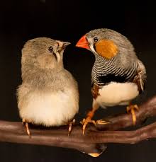 Eastern bird banding association news; Bird Brains Smarter Than We Thought The New York Times
