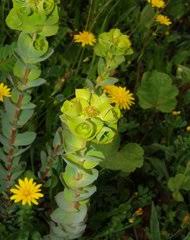 Image result for Neoholstia tenuifolia