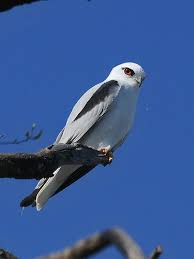 Black Shouldered Kite Elanus Axillaris Pet Birds Bird Species Animals Beautiful