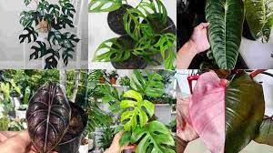 Bunga yang nama ilmihanya adalah saraca indica ini perawatannya cukup mudah. Tanaman Hias Termahal 2020 Harganya Bikin Geleng Geleng Kepala