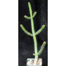 Image result for Euphorbia griseola