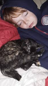 Found calico/tortoiseshell cat in Denison, Texas, near West Sears