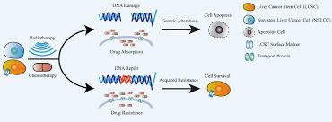 A tumor marker is anything present in or produced by cancer cells or other cells of the body in response to cancer or certain benign (noncancerous) conditions that provides information about a cancer, such as how aggressive it is, whether it can be treated with a targeted therapy, or whether it is responding to treatment. Advances In Surface Markers Of Liver Cancer Stem Cell
