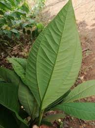 Image result for Bellucia pentamera