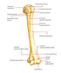 Easy Notes On Humerus Learn In Just 4 Minutes Earth S Lab