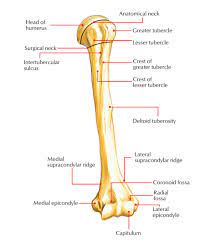The medial and lateral epicondyles are easily palpable, and form the sites of origin for the forearm flexors of the anterior compartment and learn more about the anatomy of the humerus in this anatomy tutorial. Easy Notes On Humerus Learn In Just 4 Minutes Earth S Lab
