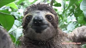 See more ideas about sloth gif, gif, sloths funny. Happy Birthday Sloth Gif 8 Gif Download
