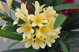 Image result for clivia