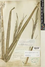 Image result for Urelytrum agropyroides