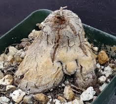 Image result for Dioscorea cochleari-apiculata