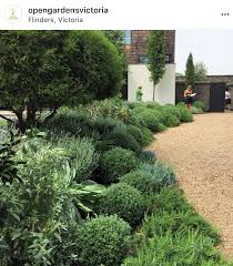 Plant Combinations Rosemary Westringia Chalk Sticks Australian Garden Design Plants Outdoor Gardens