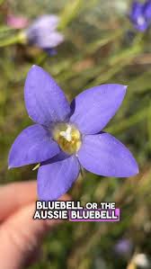 Image result for Wahlenbergia erecta