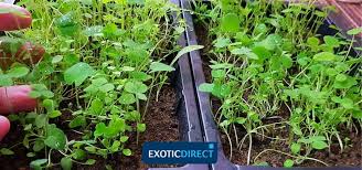 By anita evangelista issue #106 • july/august, 2006 there's something very visceral about having your own piece of land, whether it's a little scrap of green terrace or a vast expanse of fertile bottomland. What Do Iguanas Eat Exoticdirect