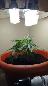 Check spelling or type a new query. Budget Closet Grow Setup Indoor Grass