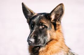 What do german shepherds eat. Why Does My German Shepherd Eat Everything