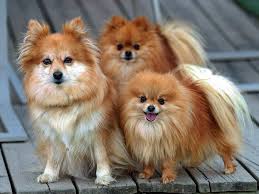 Black And Brown Pomeranian Price The Best Cute Animal Cute Puppies Images Pomeranian Dog Most Beautiful Dog Breeds