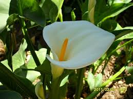 Calla Lily In Mexico City Artesanato E Faca Voce Mesmo Faca Voce Mesmo