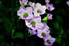 Image result for Thunbergia vogeliana