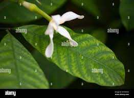 Image result for Tabernaemontana brachyantha