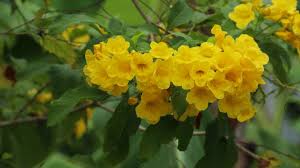 Image result for Bignoniaceae