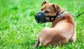 Pourquoi un classement museliere chien. Museliere Pour Chien Conseils Pour Bien Choisir