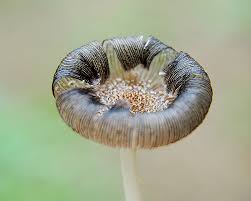 Image result for Coprinus lagopus