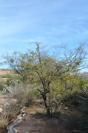 Image result for Acacia chariessa