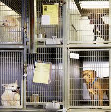 Go rescue* pet adoption center's adoption process. How To Help Animal Shelters During The Coronavirus Pandemic