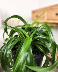 Image result for Chlorophytum stolzii