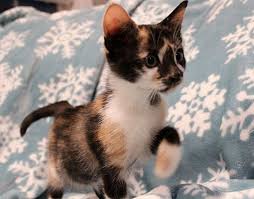 We are open by appointment only to ensure the safety of our staff and the public. Greensboro Nc Calico Meet Florence A Pet For Adoption