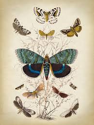 butterfly poster butterfly print butterflies wall decor