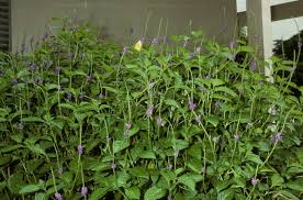 Image result for Stachytarpheta indica