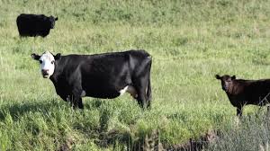 The milking herd records indicate that the average cow weight is 880 lb. Beeftalk Age And Weight Are Cow Herd Dynamics Beef2live Eat Beef Live Better