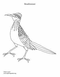 The original format for whitepages was a p. Roadrunner Coloring Page
