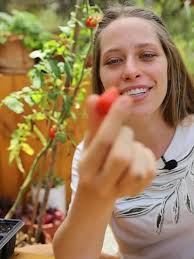 Aprenda a plantar tomates com o guia brotinho sabido