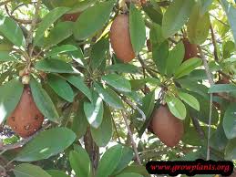 Sapodilla fruit tree sale in orange on yp.com. Sapodilla Tree How To Grow Care