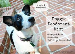 Add all the ingredients to the spray bottle. No More Stinky Dog Stinky Dog Spray Using Essential Oils Doggie Deodorant Mist Dog Spray Doggie Deodorant Stinky Dog
