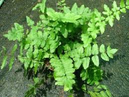 Image result for Cheilanthes viridis