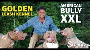 The american bully does have pit bull genes in its original genetic code, but other bull dog breeds were also mixed in, giving the american bully its own distinction. American Bully Xxl Golden Leash Kennel Sunline American Bullies Am Bullies Xxl Scoobers Youtube