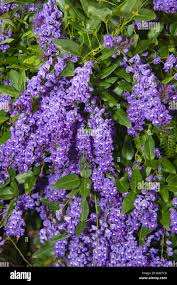 Image result for Hardenbergia comptoniana