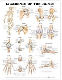 Ligaments Of The Joints Anatomical Chart Physical Therapy