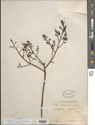 Image result for Eriocoelum microspermum