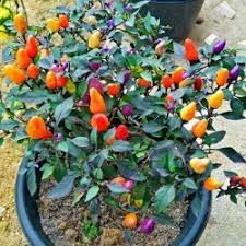 Annuum.ancient ornamental variety native to bolivia. Bolivian Rainbow Chili Seeds Price 2 50