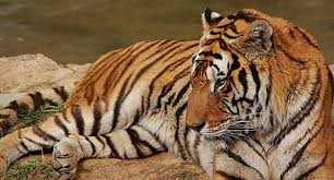 These forests can be found in asia australia africa south america central america. What Do Bengal Tigers Eat In The Tropical Rainforest