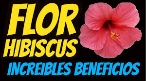The following 30 files are in this category, out of 30 total. Planta Medicinal La Flor De Jamaica O Hibisco Sorprendentes Beneficios Para La Salud Youtube