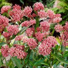 Swamp Milkweed American Meadows Swamp Milkweed Plants Milkweed